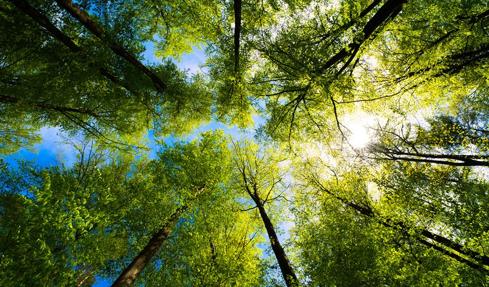 Trees are shown from the forest floor, looking upwards towards the blue sky.