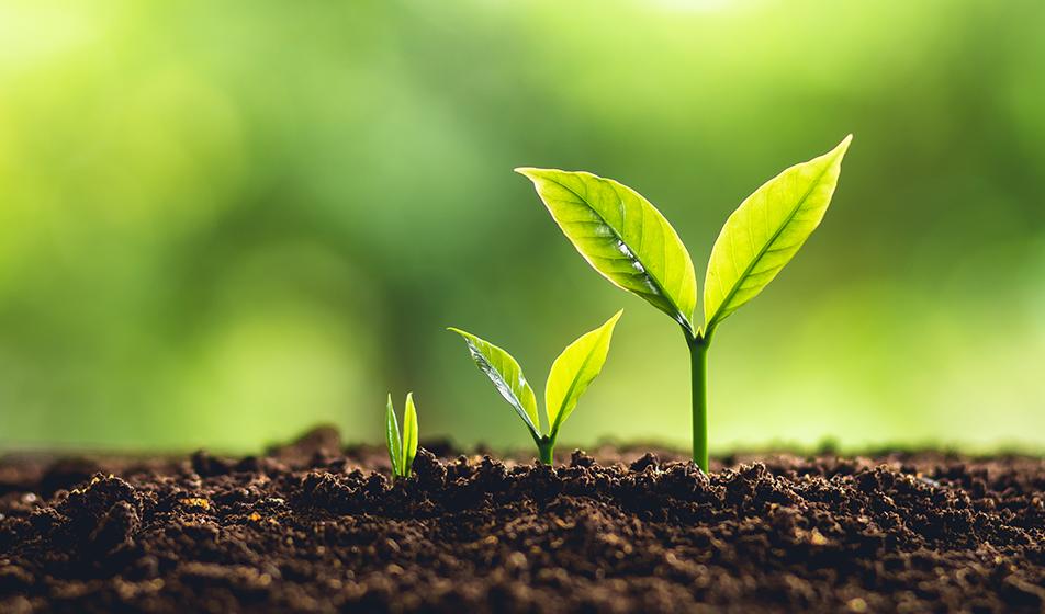 Three green shoots sprout from soil, each one has sprouted further than the previous